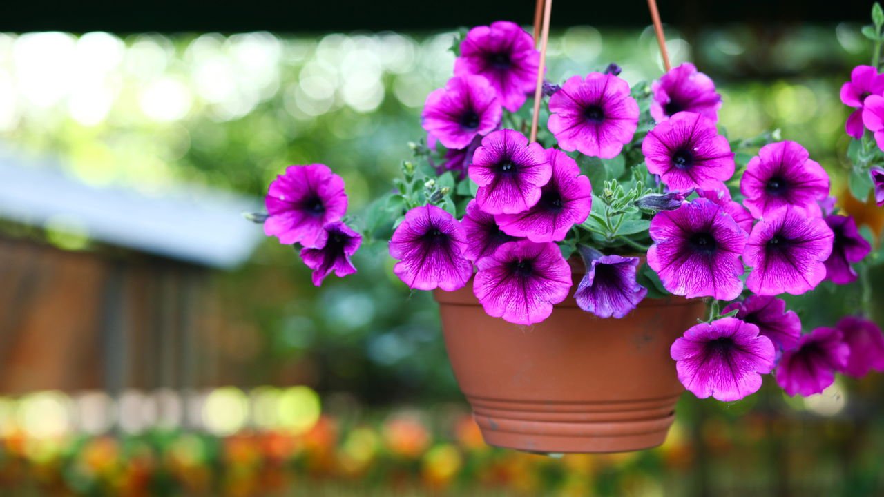 Folhagens que transformam seu paisagismo