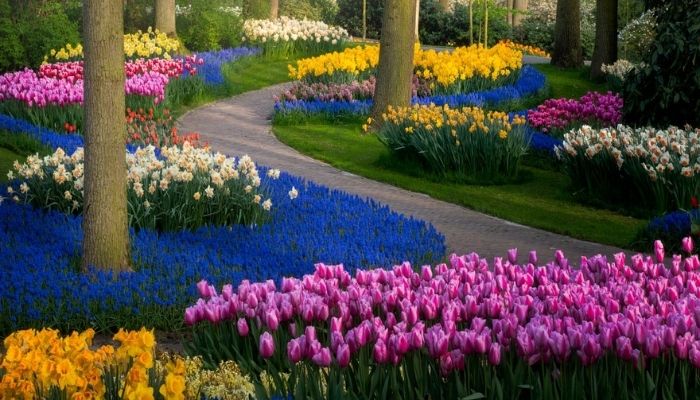 Trepadeiras floridas para muros e pergolados