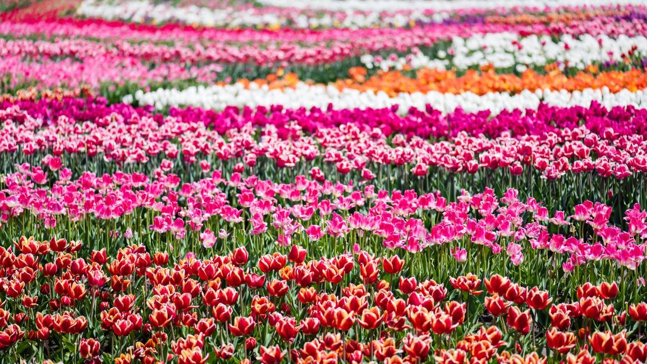 Como criar um calendário de floração para seu jardim