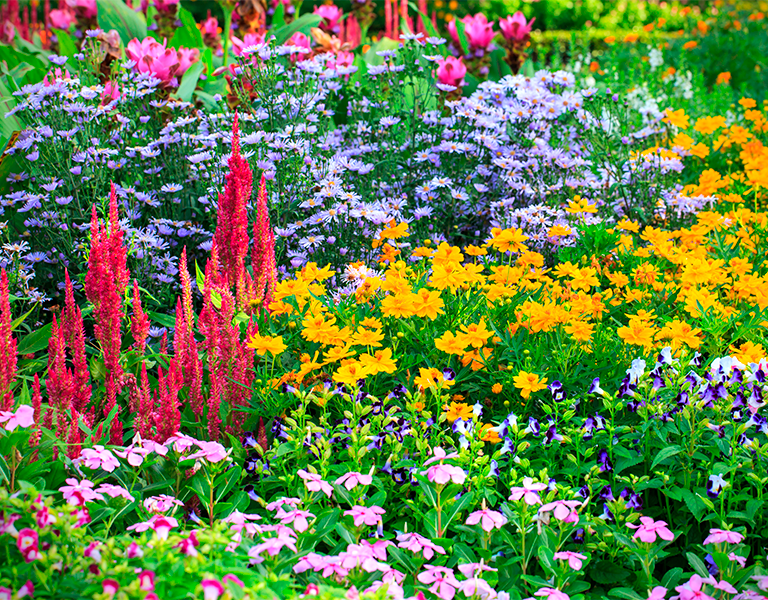 Folhagens que transformam seu paisagismo