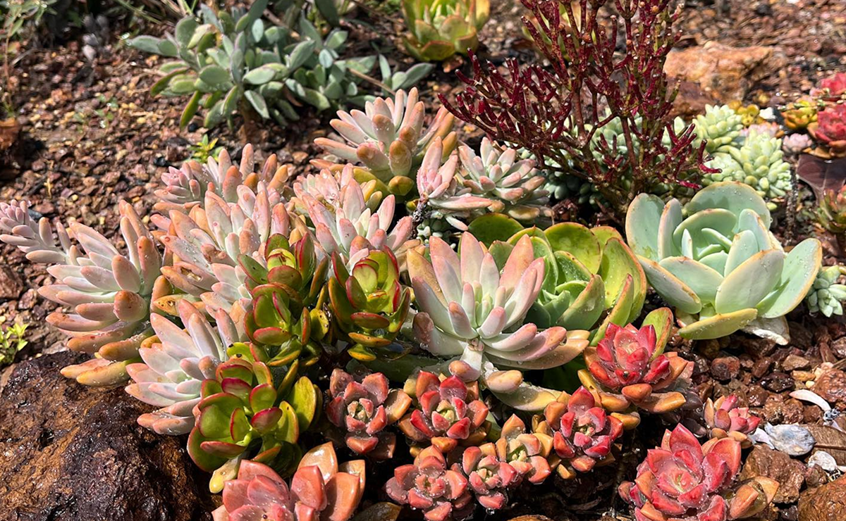 jardim de suculentas