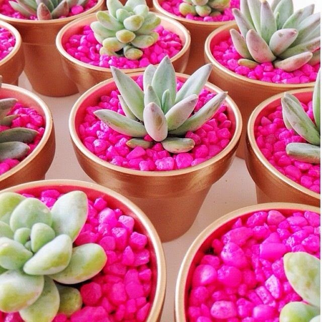 jardim de suculentas