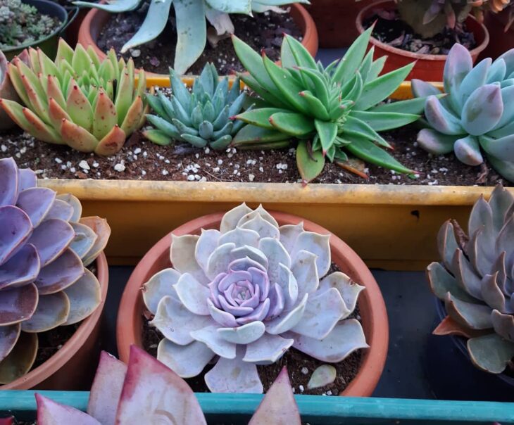jardim de suculentas