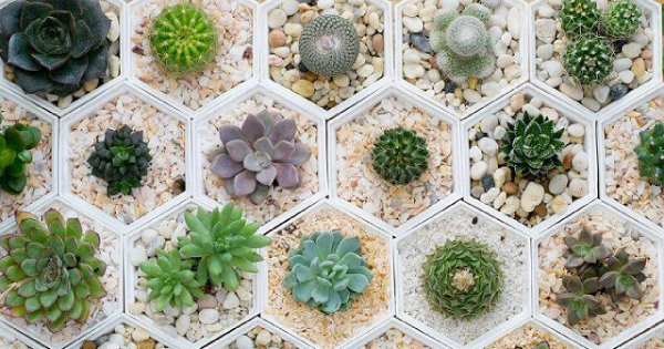 5 ideias de títulos:
1. Guia Completo: Como Montar Seu Jardim de Suculentas dos Sonhos
2. Suculentas em Casa: Dicas Essenciais para um Jardim Perfeito
3. Do Vaso ao Chão: Transforme Seu Espaço com um Jardim de Suculentas
4. Os Segredos das Suculentas: Cuidados e Manutenção para um Jardim Duradouro
5. Mini Jardins e Terrários: Criatividade e Verde em Pequenos Espaços