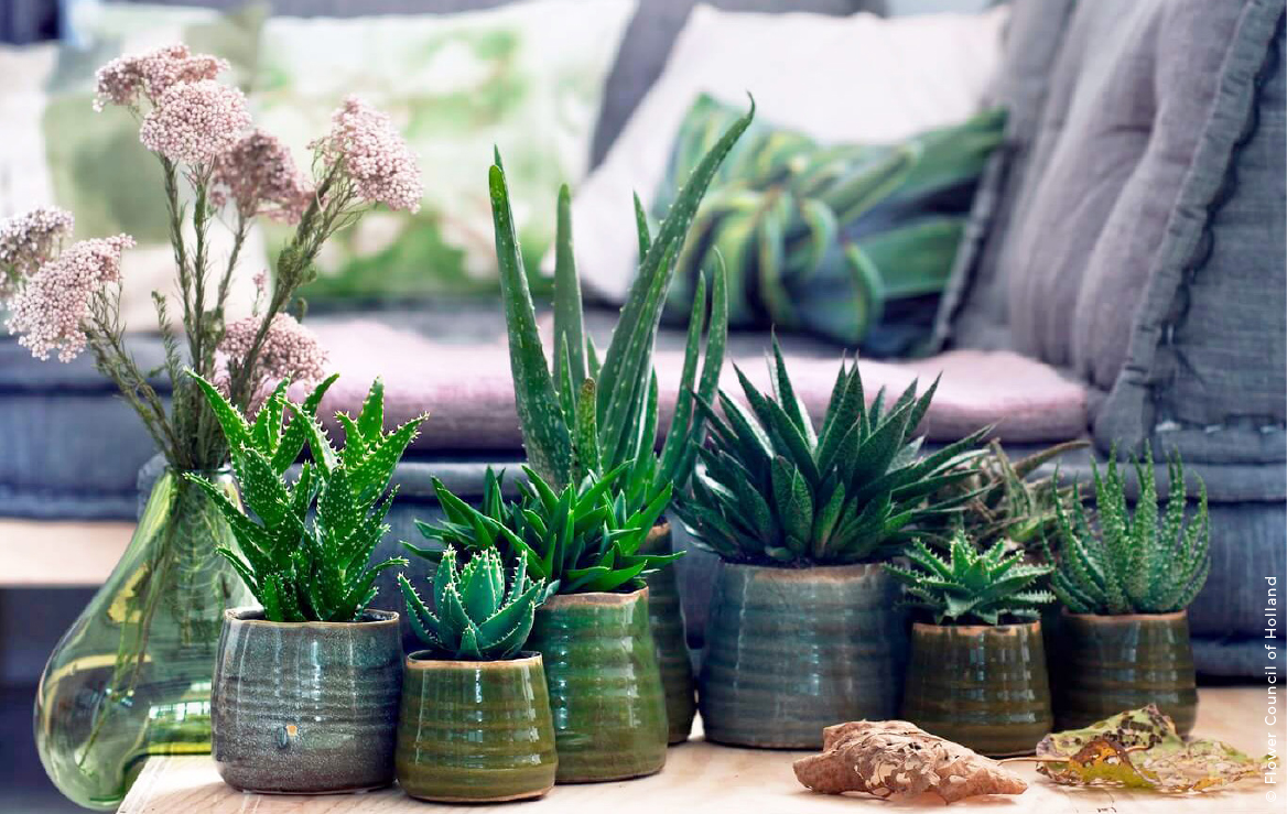 5 ideias de títulos:
1. Guia Completo: Como Montar Seu Jardim de Suculentas dos Sonhos
2. Suculentas em Casa: Dicas Essenciais para um Jardim Perfeito
3. Do Vaso ao Chão: Transforme Seu Espaço com um Jardim de Suculentas
4. Os Segredos das Suculentas: Cuidados e Manutenção para um Jardim Duradouro
5. Mini Jardins e Terrários: Criatividade e Verde em Pequenos Espaços