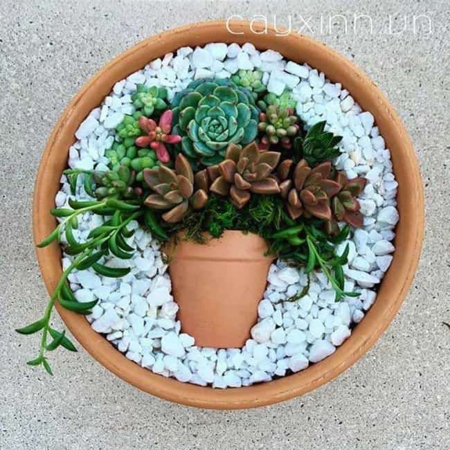 jardim de suculentas