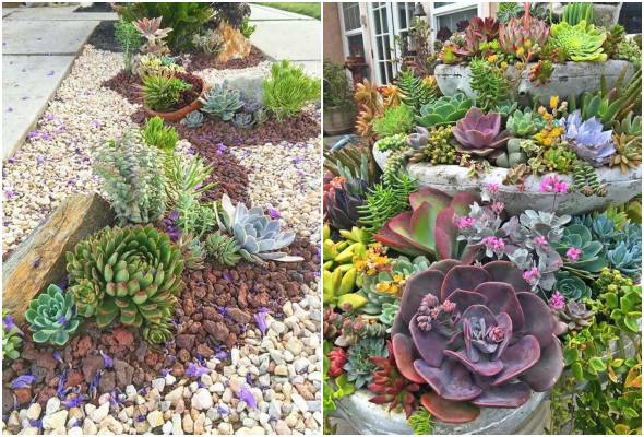 5 ideias de títulos:
1. Guia Completo: Como Montar Seu Jardim de Suculentas dos Sonhos
2. Suculentas em Casa: Dicas Essenciais para um Jardim Perfeito
3. Do Vaso ao Chão: Transforme Seu Espaço com um Jardim de Suculentas
4. Os Segredos das Suculentas: Cuidados e Manutenção para um Jardim Duradouro
5. Mini Jardins e Terrários: Criatividade e Verde em Pequenos Espaços