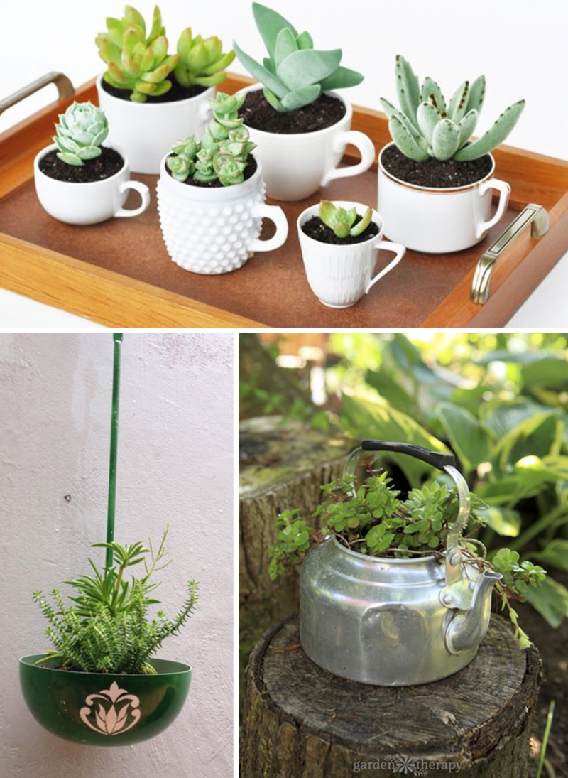 jardim de suculentas