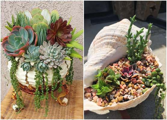 5 ideias de títulos:
1. Guia Completo: Como Montar Seu Jardim de Suculentas dos Sonhos
2. Suculentas em Casa: Dicas Essenciais para um Jardim Perfeito
3. Do Vaso ao Chão: Transforme Seu Espaço com um Jardim de Suculentas
4. Os Segredos das Suculentas: Cuidados e Manutenção para um Jardim Duradouro
5. Mini Jardins e Terrários: Criatividade e Verde em Pequenos Espaços