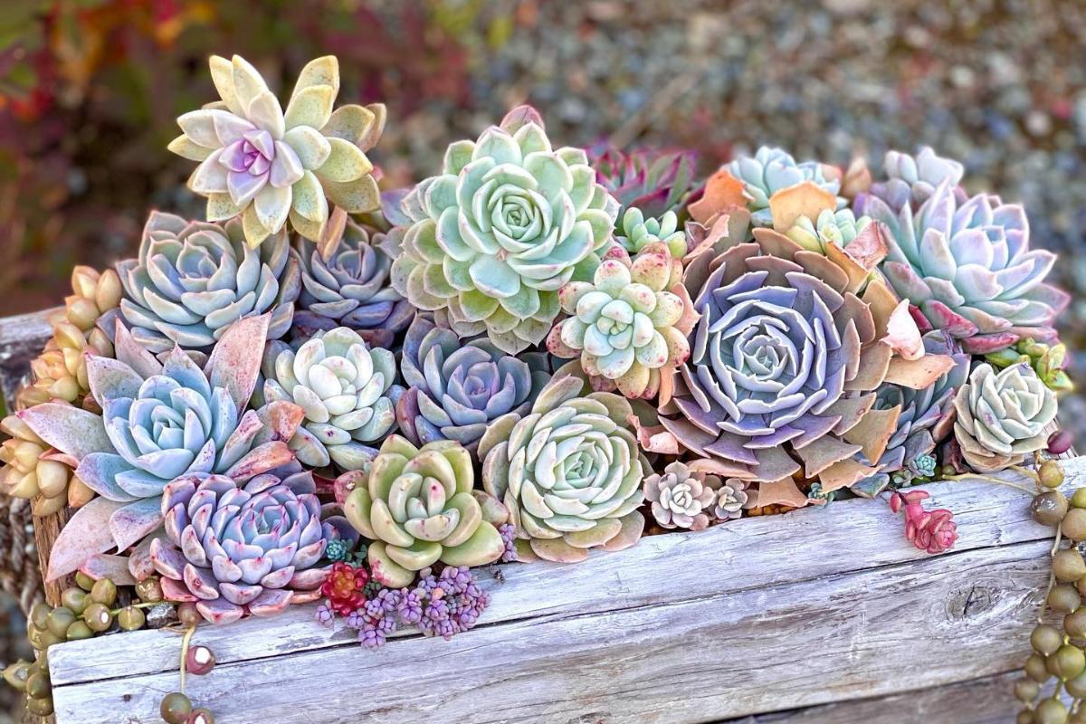 5 ideias de títulos:
1. Guia Completo: Como Montar Seu Jardim de Suculentas dos Sonhos
2. Suculentas em Casa: Dicas Essenciais para um Jardim Perfeito
3. Do Vaso ao Chão: Transforme Seu Espaço com um Jardim de Suculentas
4. Os Segredos das Suculentas: Cuidados e Manutenção para um Jardim Duradouro
5. Mini Jardins e Terrários: Criatividade e Verde em Pequenos Espaços