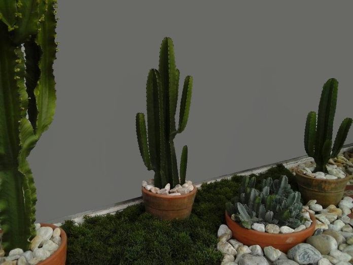 As 10 Melhores Suculentas para o Seu Jardim Desértico