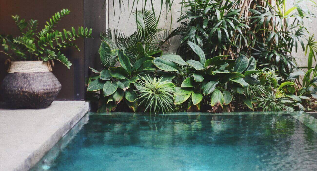 As 10 Melhores Suculentas para o Seu Jardim Desértico