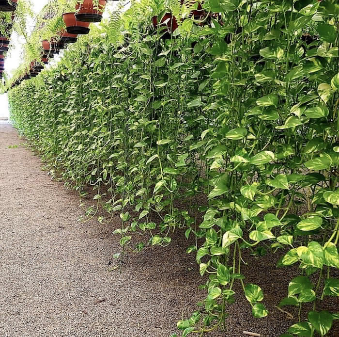 Trepadeiras de Crescimento Rápido: Transforme Seu Muro em Pouco Tempo