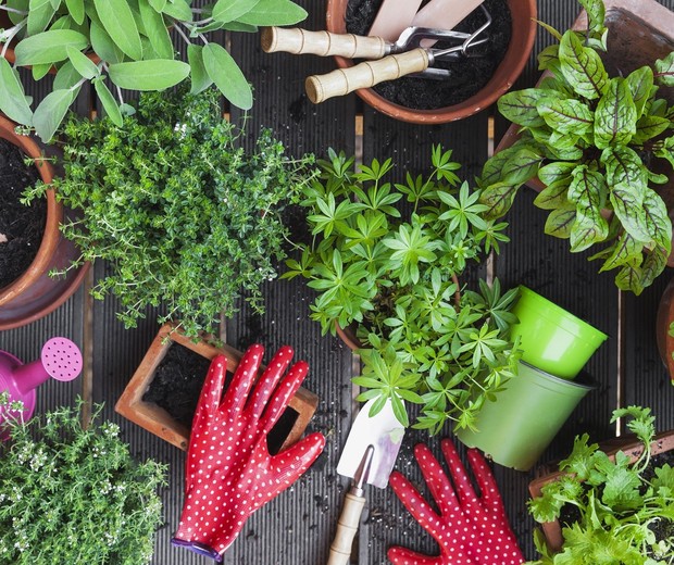 1. Como montar seu kit de jardinagem essencial com baixo custo. 2. As 5 plantas mais resistentes para quem está começando. 3. Guia rápido: Luz e água ideais para cada tipo de planta. 4. Evite estes 3 erros fatais ao cuidar das suas plantas. 5. Planeje seu jardim dos sonhos: Ferramentas digitais gratuitas.