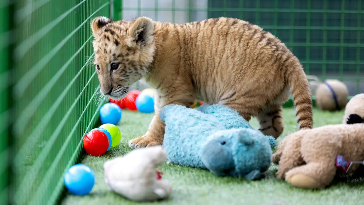 ligre ou tigre siberiano qual mais forte