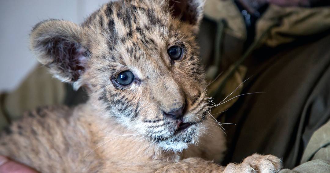 custo de manutenção de ligre em cativeiro