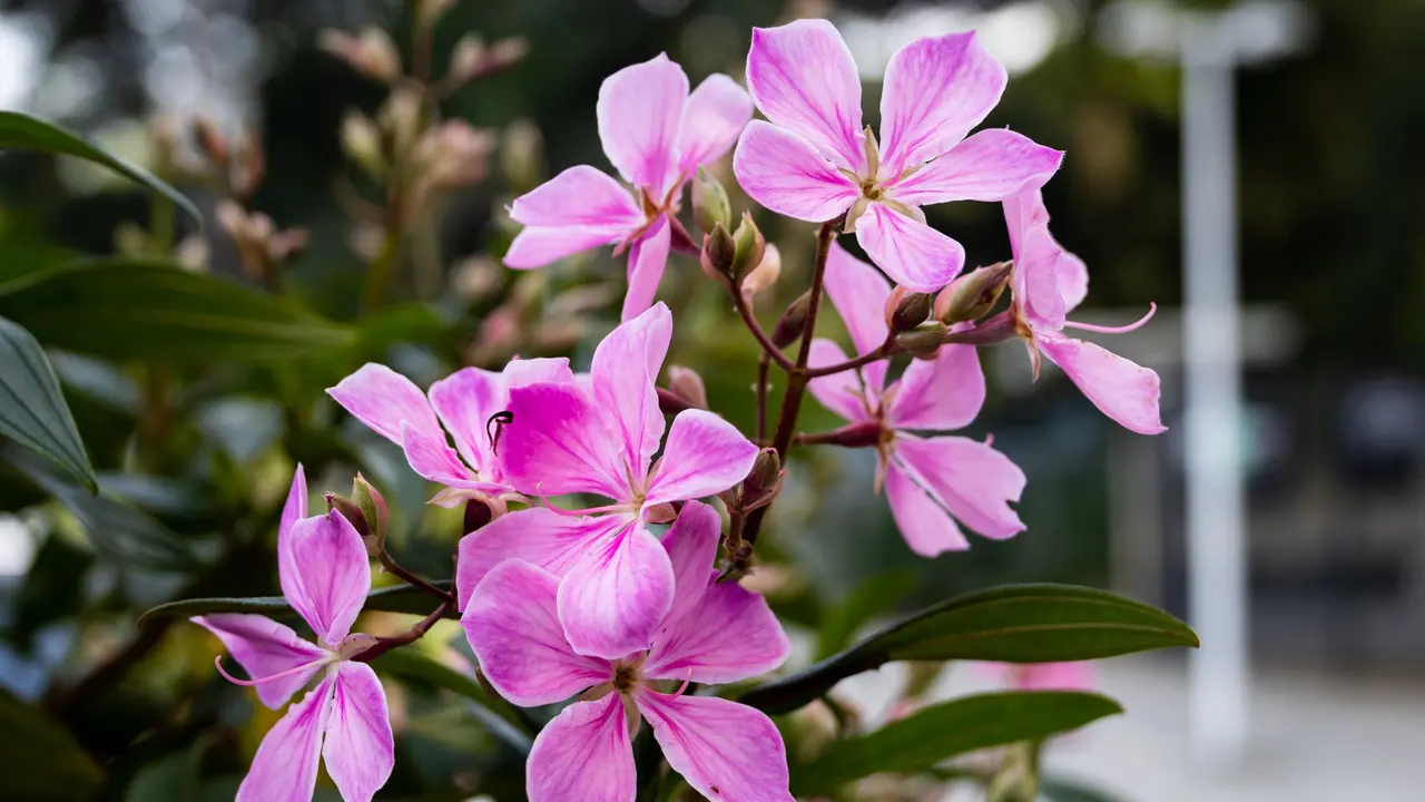 A Magia das Flores que Mudam de Cor: Tudo Sobre o Manacá-da-Serra