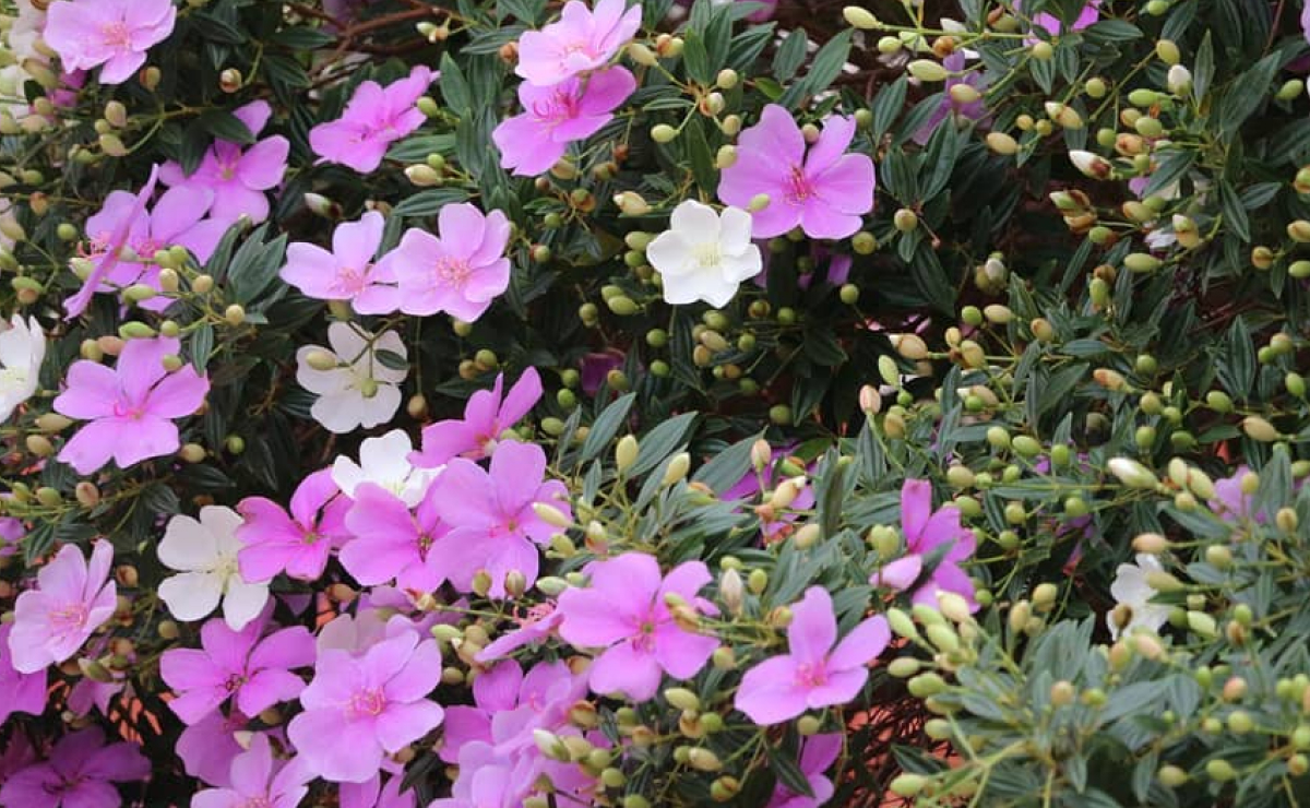 Manacá-da-Serra vs. Manacá-de-Cheiro: Entenda as Diferenças Cruciais