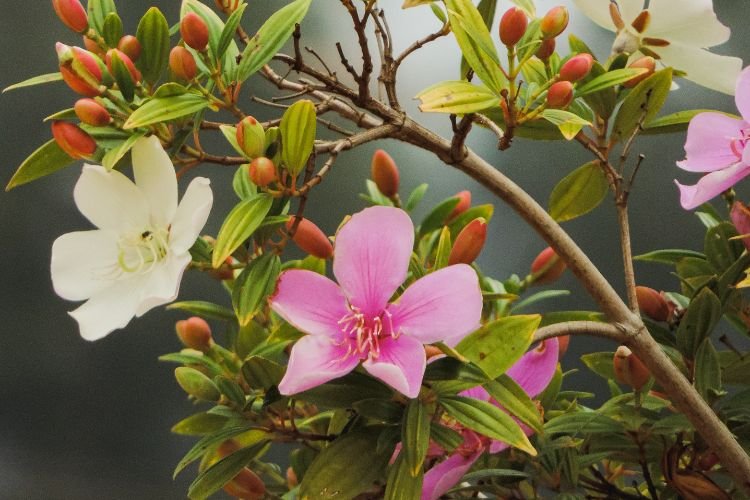 O Manacá-da-Serra Perfeito para sua Calçada: Benefícios e Cuidados