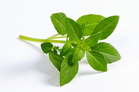 Por Que Meu Manjericão Está Amarelando? Causas e Soluções