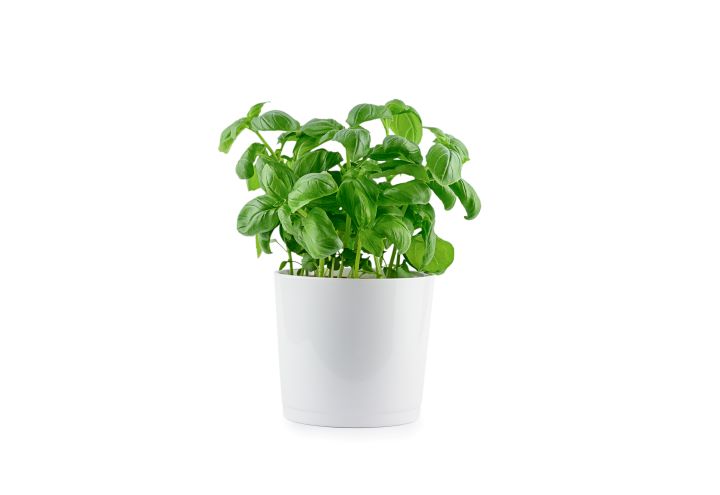 A Importância da Luz Solar para o Cultivo de Manjericão