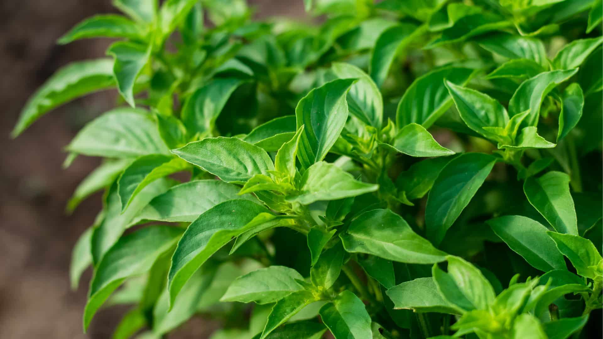 manjericão como cuidar