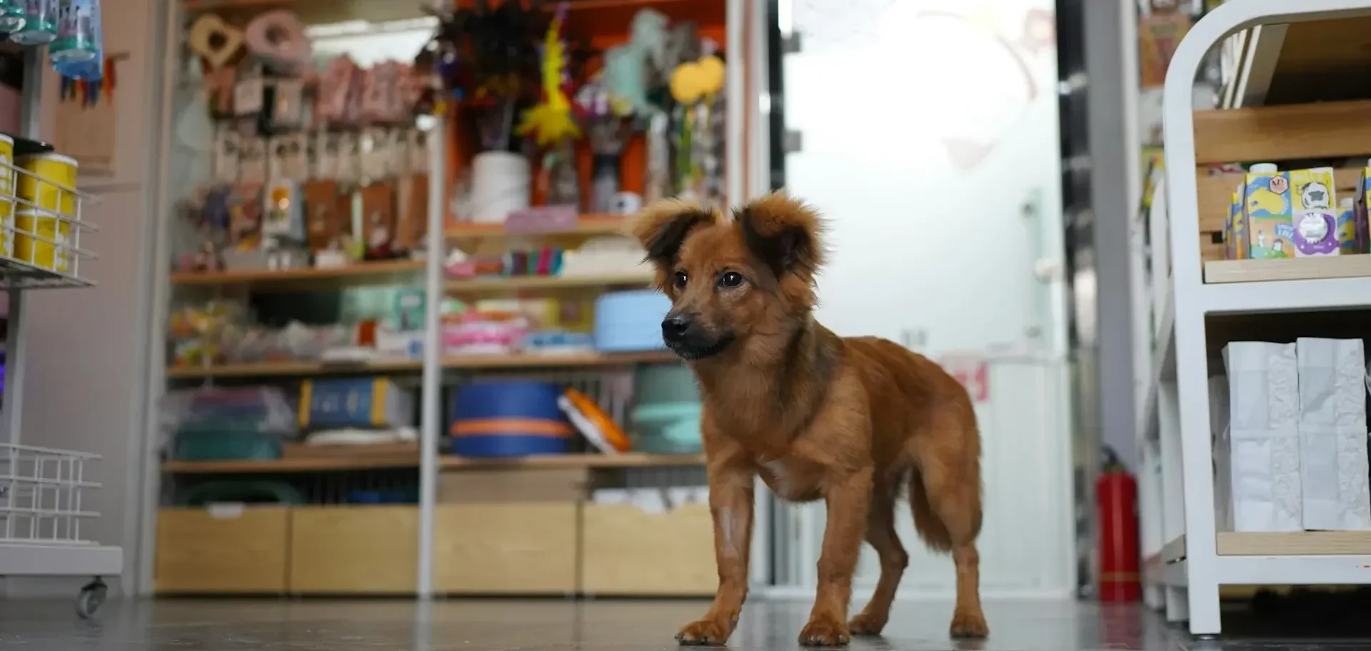 Guia Completo: Como Abrir um Pet Shop como MEI