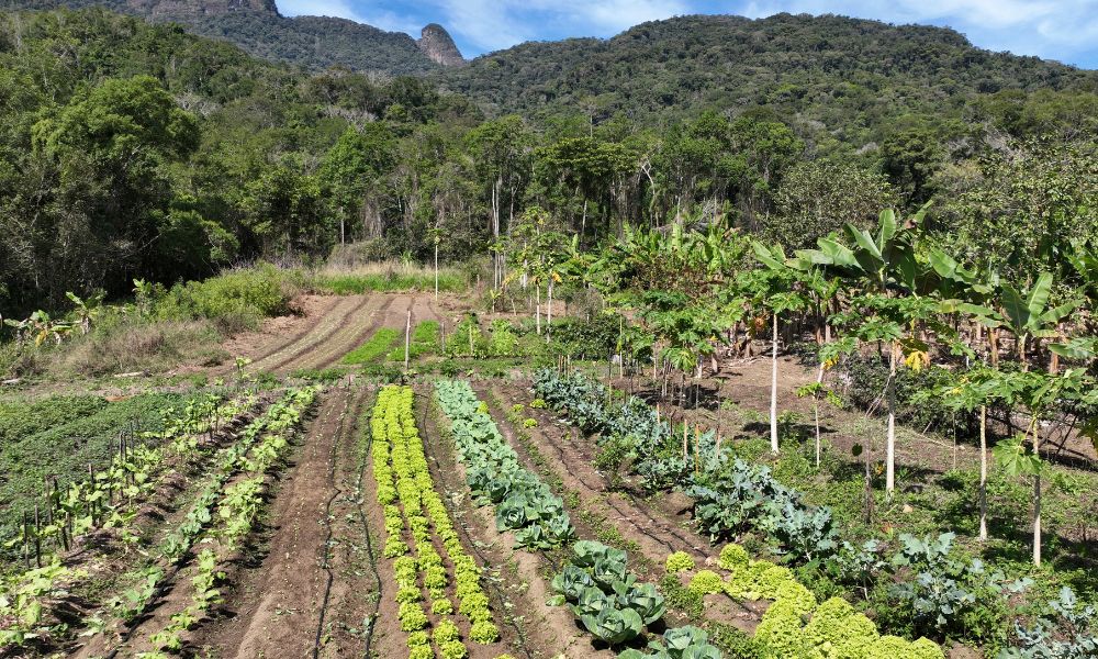 O que é agrofloresta