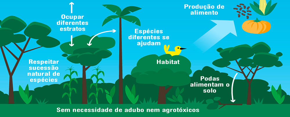As 10 Melhores Plantas para Iniciar uma Agrofloresta no Brasil