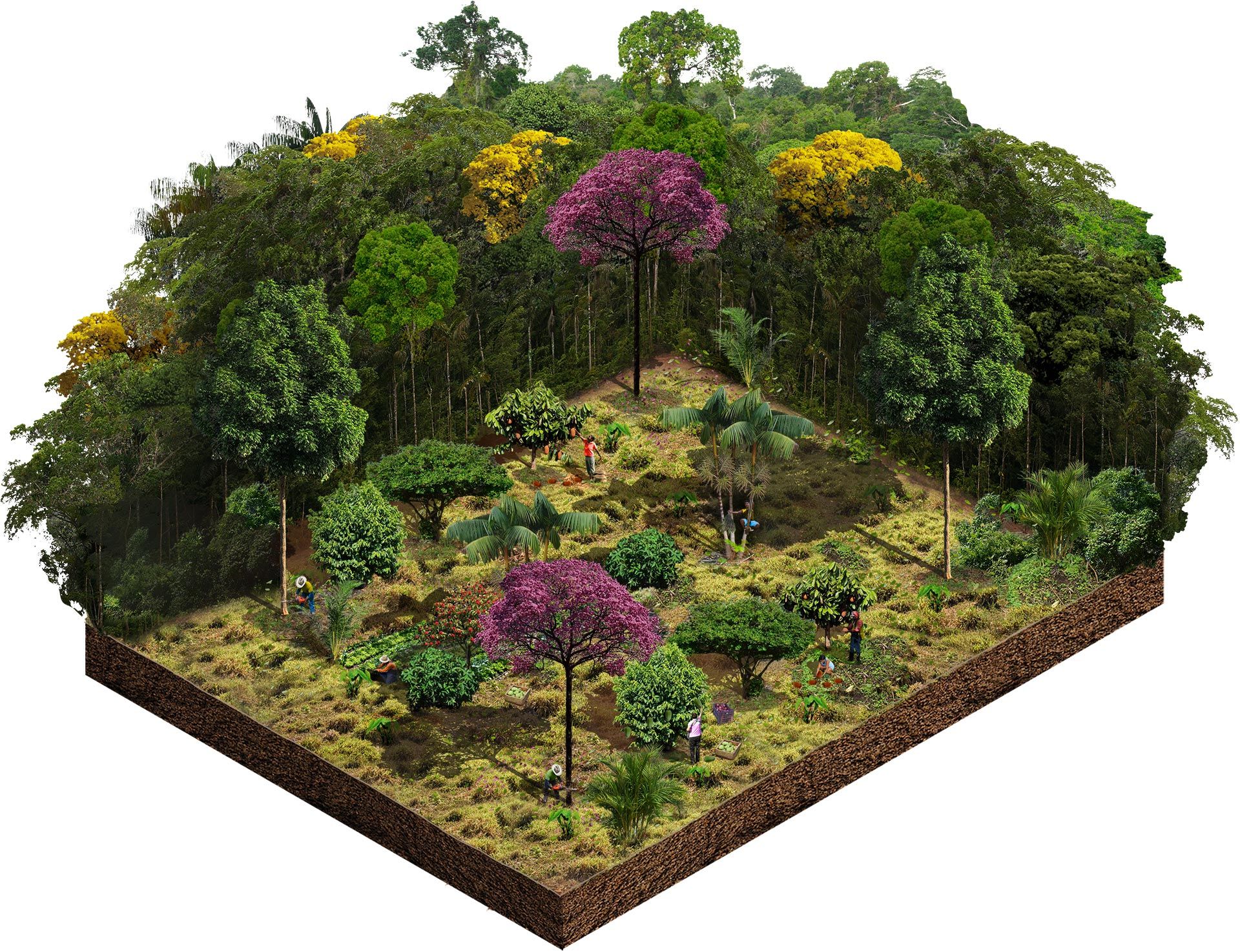 Benefícios Econômicos da Agrofloresta para Pequenos Produtores Rurais