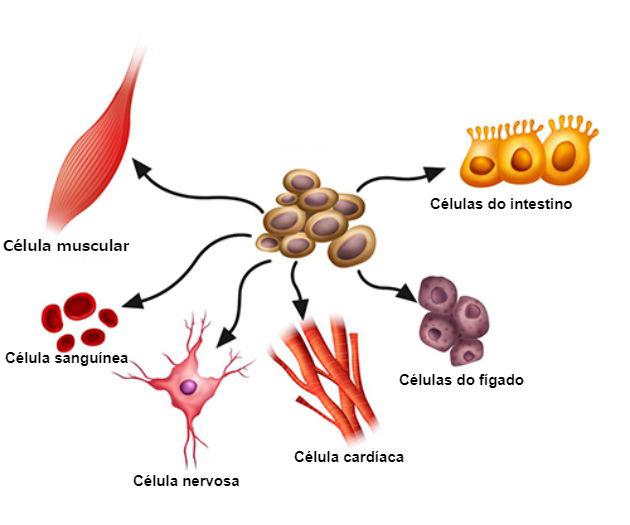 riscos e desvantagens celulas tronco