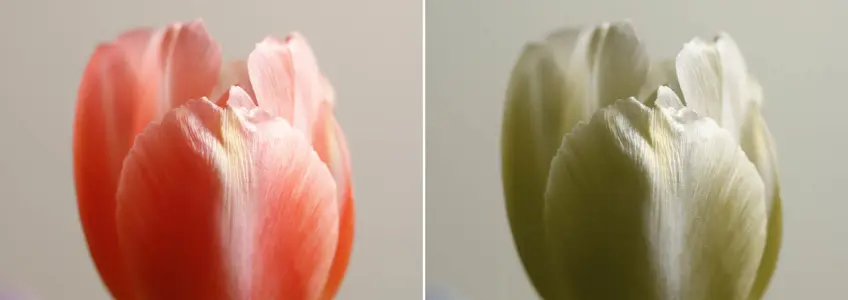 1. O que é Daltonismo e Como Afeta a Visão?
2. Teste de Ishihara: Descubra se Você Tem Daltonismo
3. Os Diferentes Tipos de Daltonismo e Suas Características
4. Daltonismo: Causas Genéticas e Adquiridas
5. Óculos para Daltonismo: Uma Solução Parcial?