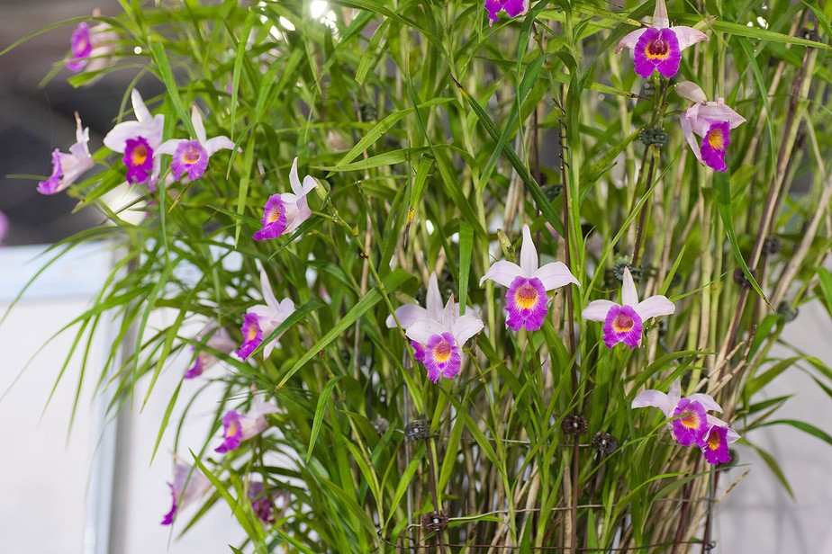 Guia Completo: Como Fazer Sua Orquídea Bambu Florescer o Ano Inteiro