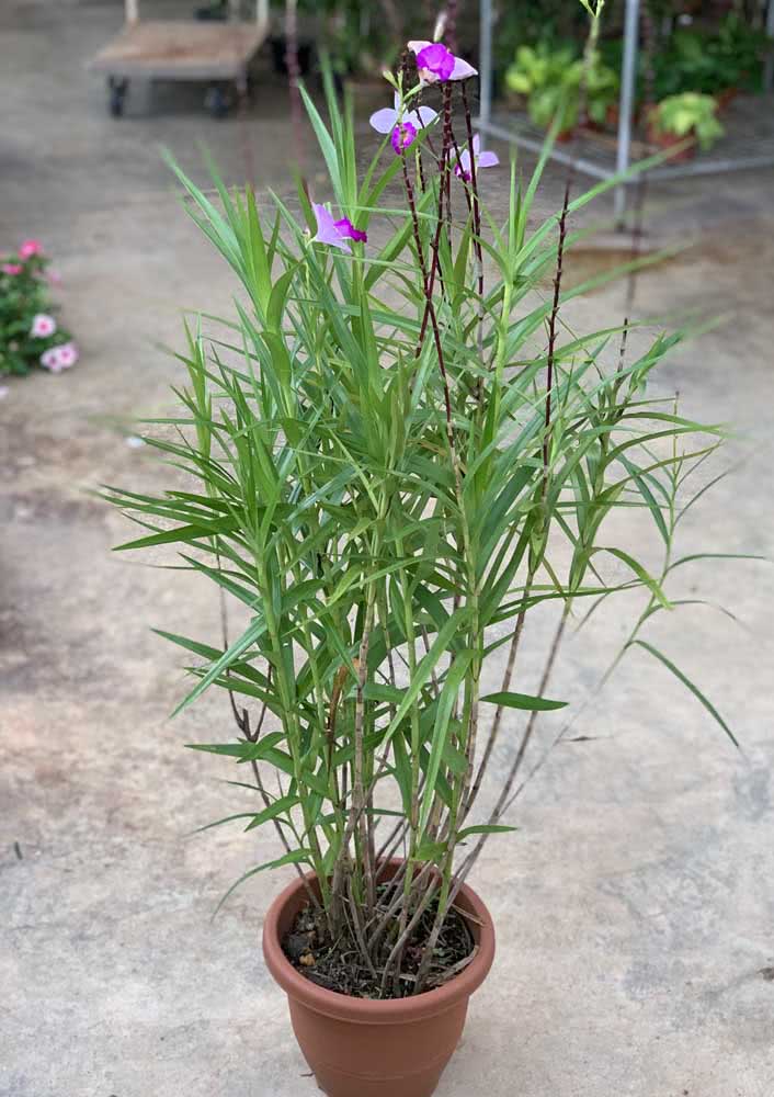 Orquídea Bambu em Vasos: Escolha do Substrato e Tamanho Ideal