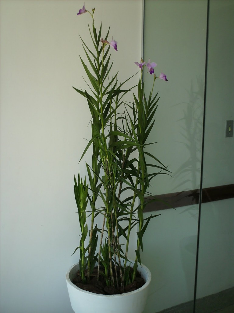 Os Segredos da Rega Perfeita para Orquídeas Bambu Saudáveis