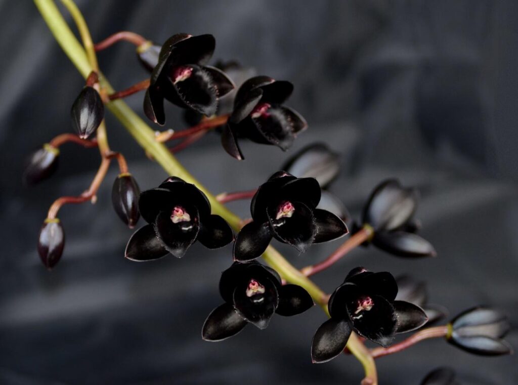 orquídeas negras