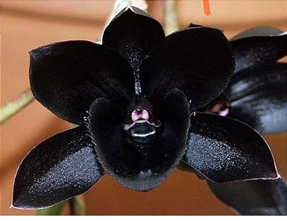 Orquídeas Negras Naturais vs. Híbridas: Conheça as diferenças