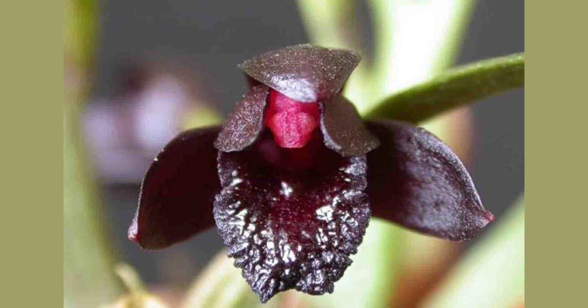Descubra a beleza sombria da Dracula vampira: Uma orquídea única