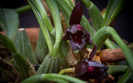 orquídeas negras