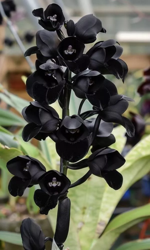 Como cuidar da sua Orquídea Negra: Guia completo de cultivo