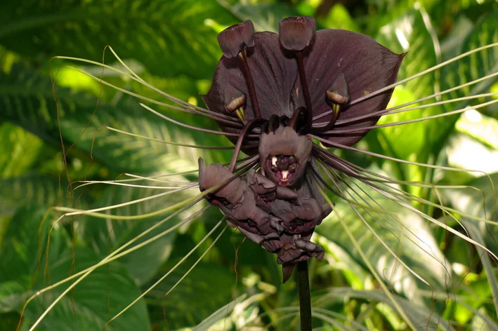 As 5 Orquídeas Negras mais raras e exóticas do mundo