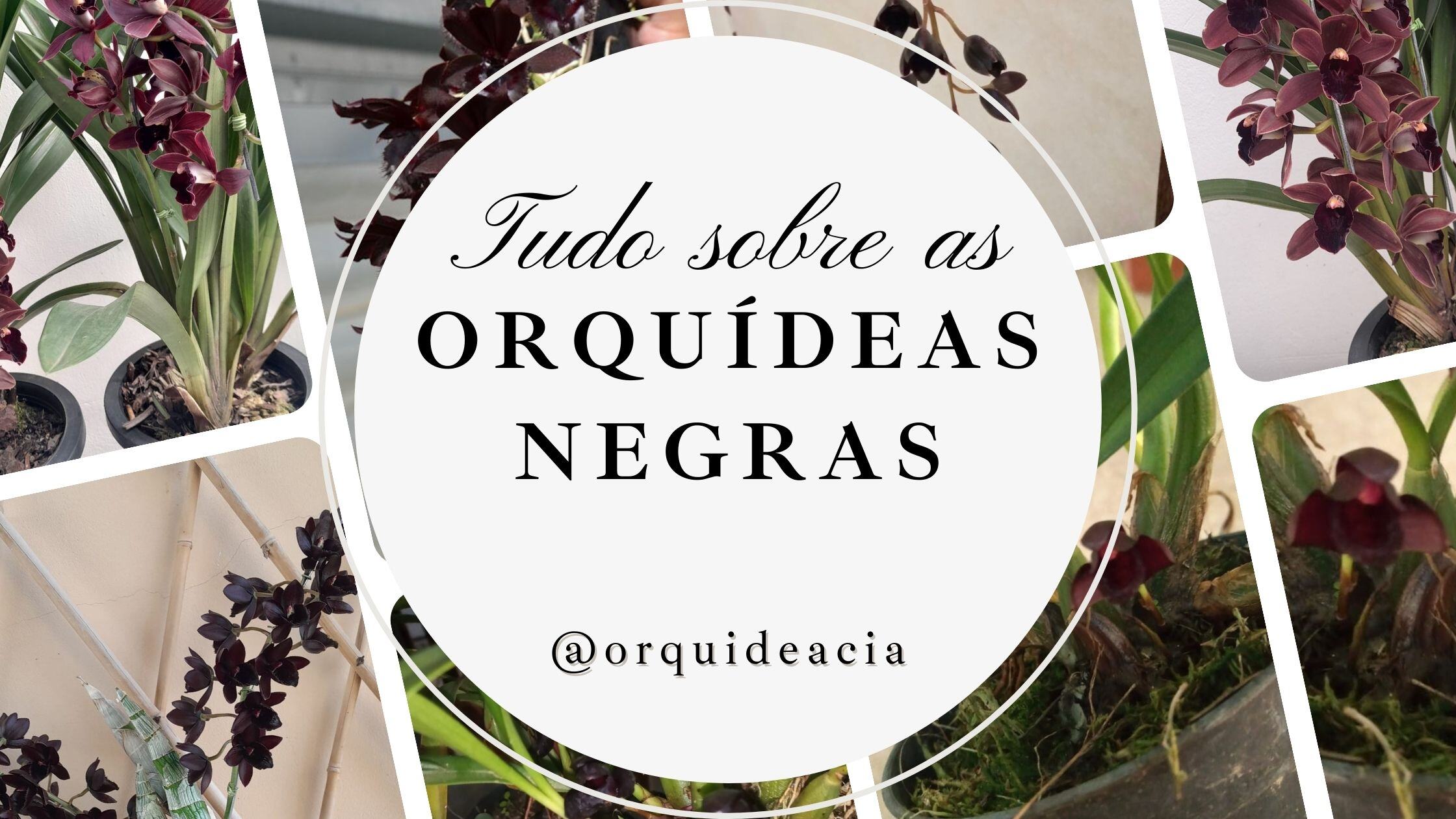 orquídeas negras