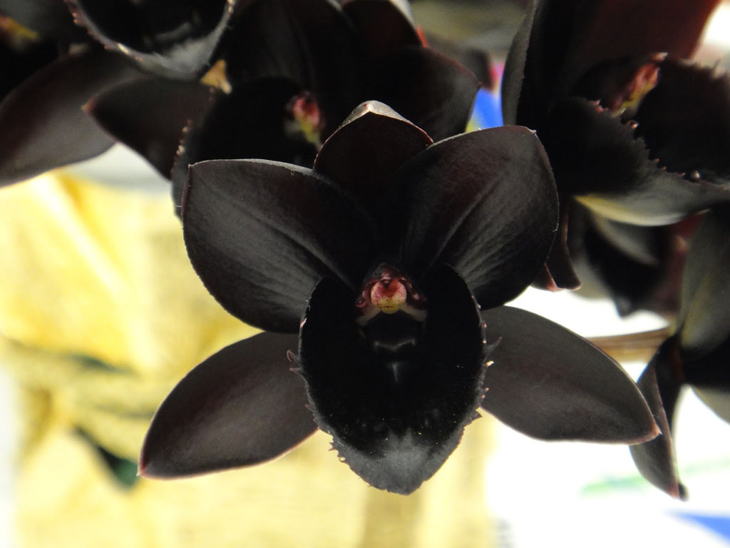As 5 Orquídeas Negras mais raras e exóticas do mundo