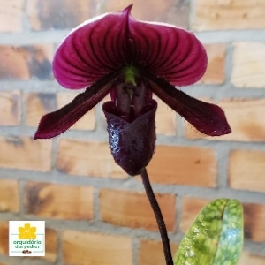 Descubra a beleza sombria da Dracula vampira: Uma orquídea única