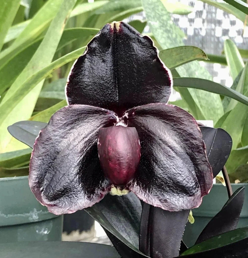 O simbolismo por trás da Orquídea Negra: Mistério e Força