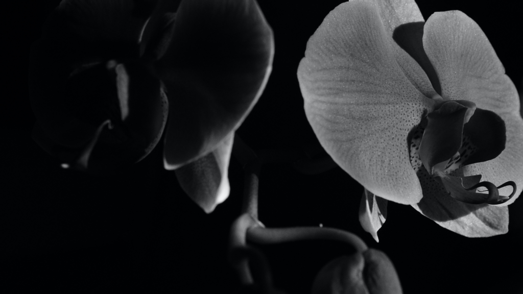 Descubra a beleza sombria da Dracula vampira: Uma orquídea única