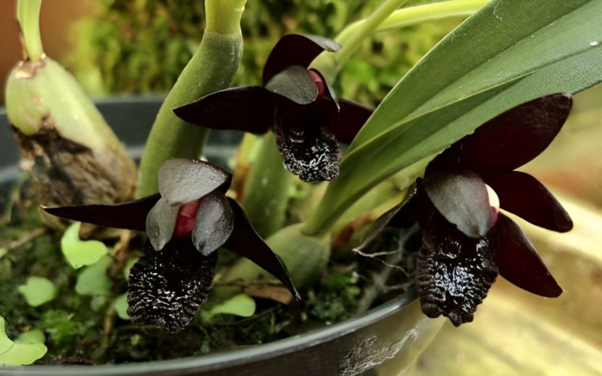 orquídeas negras
