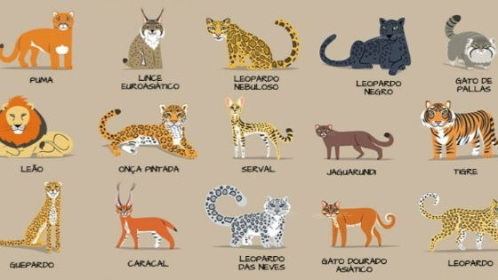 os 10 felinos mais impressionantes do mundo
