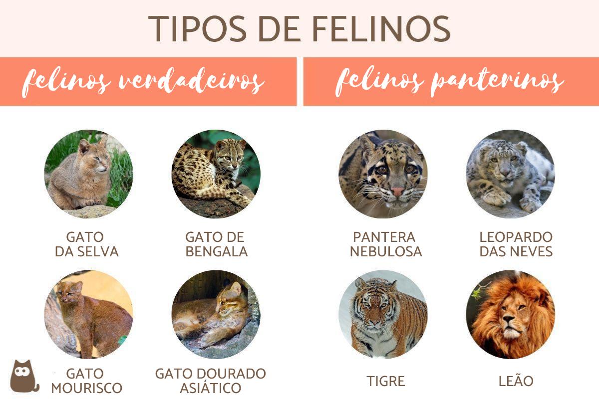 custo de conservação de felinos ameaçados