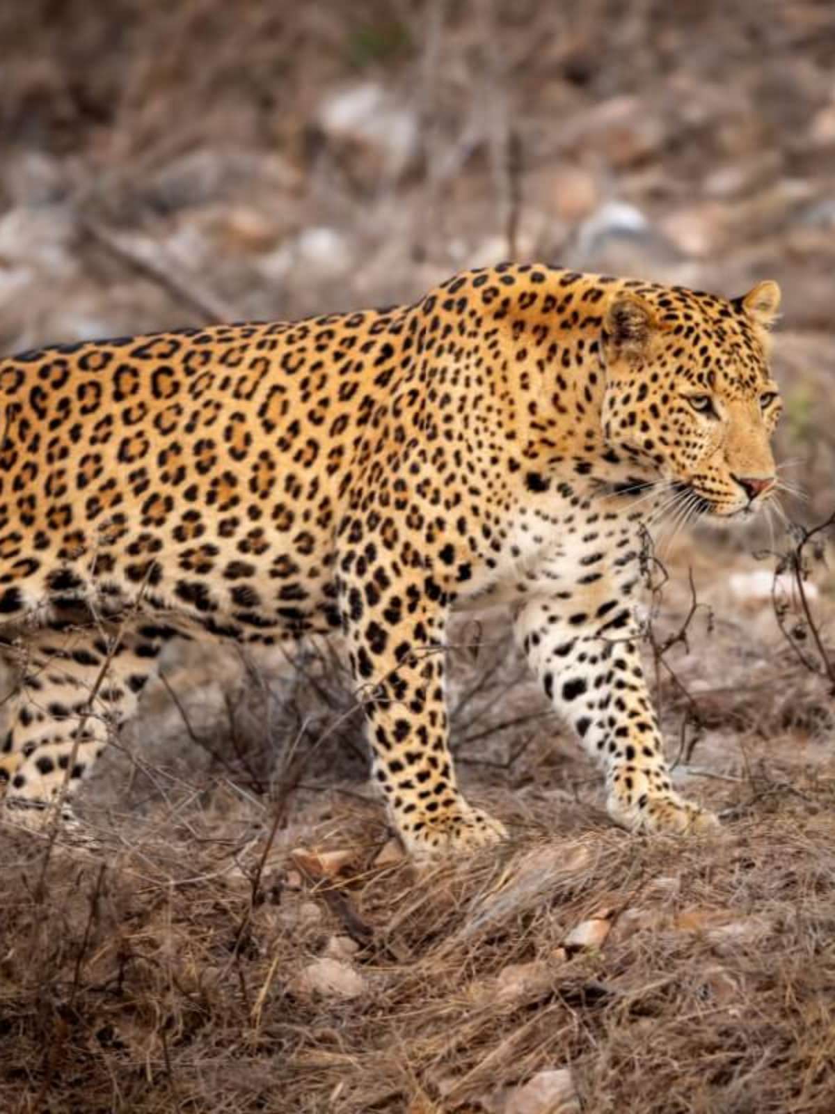 caracal tecnicas de caça aerea